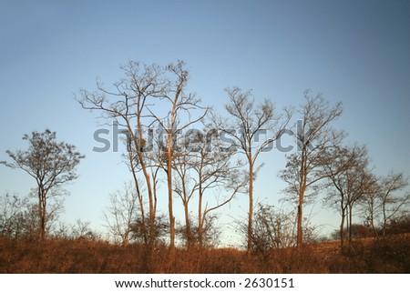 Minimalist detail of a bare group of trees in autumn