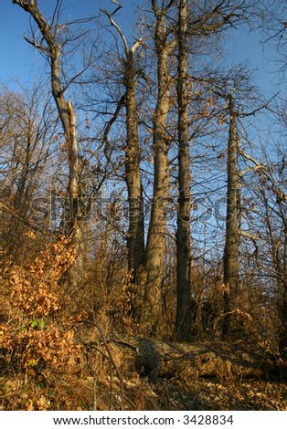 Group of dried trees in the forest - autumn