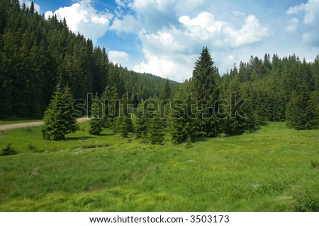 Summer pin tree forest landscape with storm clouds
