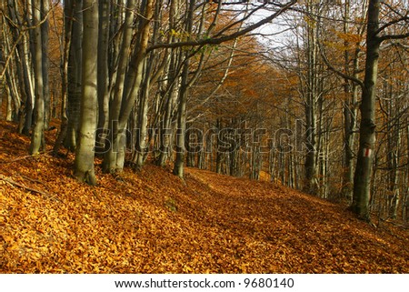 Autumn forest alley