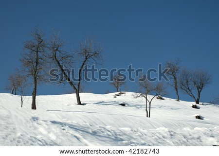 Minimalist small bare trees on winter slope.