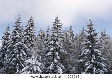 Cold and snowy winter with evergreens and blue clouded skies.