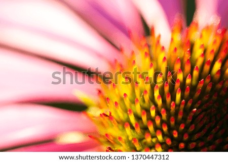 Similar – Image, Stock Photo Yellow-red form of Echinacea purpurea from North America, inflorescences