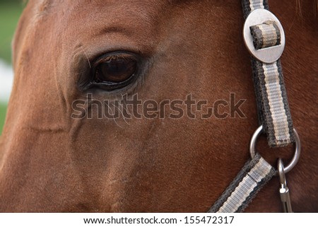 muzzle of a horse, horse kind eyes