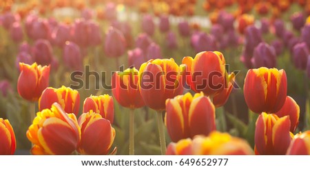 Similar – Image, Stock Photo Tulip Lilac Wonder Light