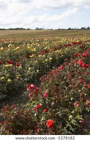 A field of roses on a rose nusury in the countryside
