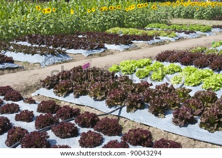 Vegetable garden ,with plastic film protected in land,The plastic film used vegetable insulation and prevent soil erosion