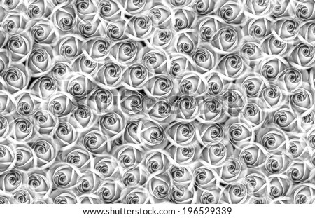 Rose Background Black and White