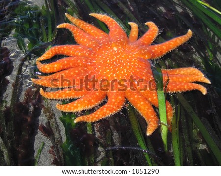 A bright orange sunstar starfish among green salt reeds in a tidal pool.