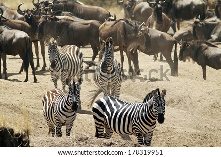 Group of zebras with a herd of wildebeests in the background on the Masai Mara in Kenya.