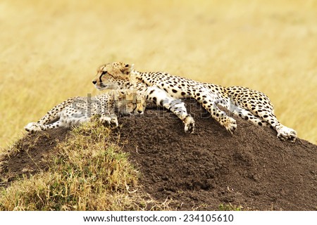 A cheetah (Acinonyx jubatus) and cheetah cub on the Masai Mara National Reserve safari in southwestern Kenya.