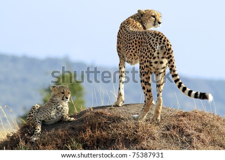 A cheetah (Acinonyx jubatus) and cheetah cub on the Maasai Mara National Reserve safari in southwestern Kenya.