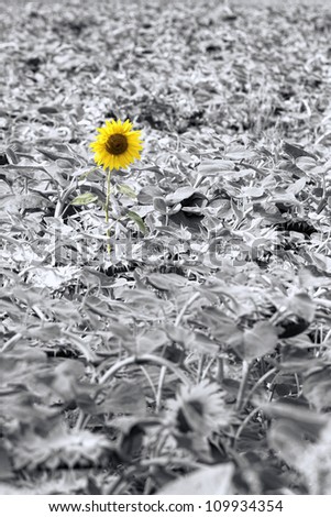 Black and white image with painted sunflower