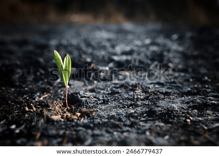 Image, Stock Photo Forest after fire in Brandenburg X