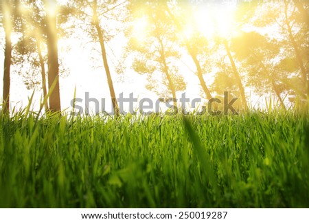 abstract photo of light burst among trees and glitter bokeh lights. image is blurred