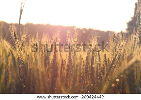 photo of wheat field at sunrise sun burst. glitter overlay