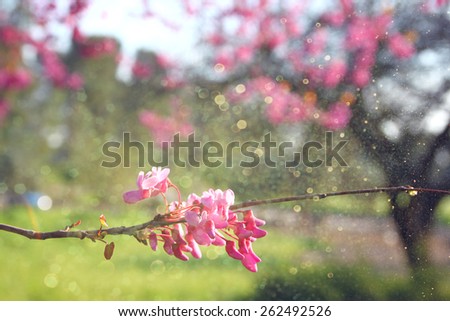 image of Spring Cherry blossoms tree. retro filtered image, selective focus. glitter overlay