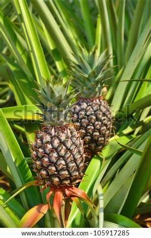 Fresh Pineapple in farm , Tropical fruits