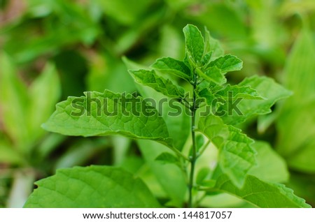 Fresh small green leaf plant in the botanic garden