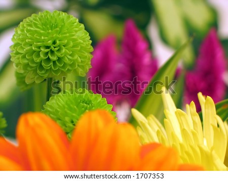 Colorful flowers including a chrysanthemum and gerbera. Shallow dof, macro.