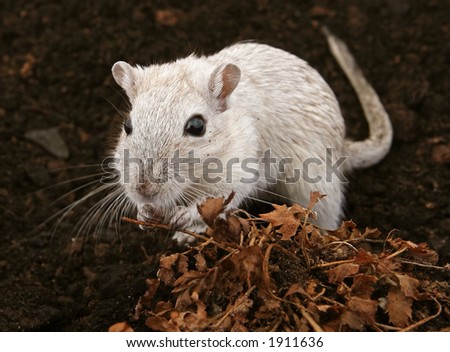 White female rodent outdoors