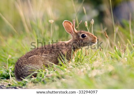 An alert bunny rabbit in the grass.