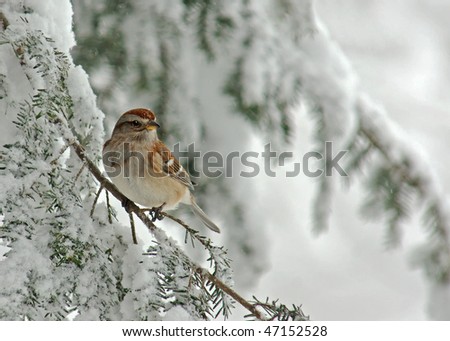 Tree Sparrow (Spizella arborea) perched on a snow covered Evergreen during a snow storm in winter.