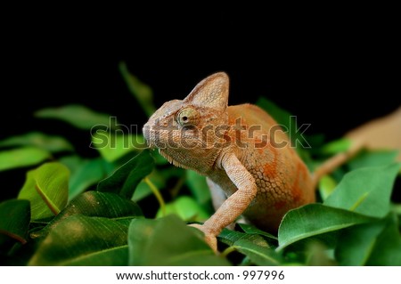 bearded dragon lizard on leaves