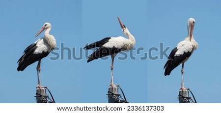 Similar – Image, Stock Photo Three storks Storks three