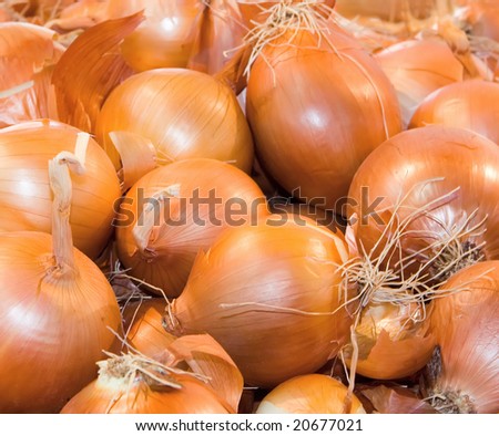 Fresh organic bulb onion for sale at a market for farm products.