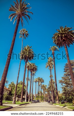 Palm trees street in Beverly Hills, Los Angeles