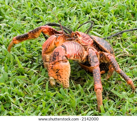 Unga (coconut crab) for sale at a market in Niue.  It is regarded as a delicacy on the island.