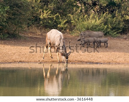 Nyala and company at the water hole - Mkuze game reserve, South Africa