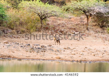 Hyena skulking around the waterhole at dawn - hoping to find an unwary young animal
