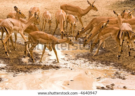 Herd of impala taking advantage of a burst pipe during a drought