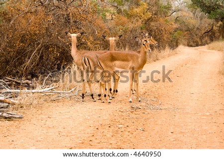 Group of impala looking all directions for sensed danger