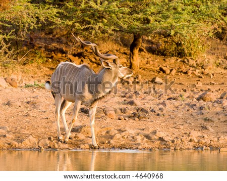 Kudu bull at waterhole at sunset