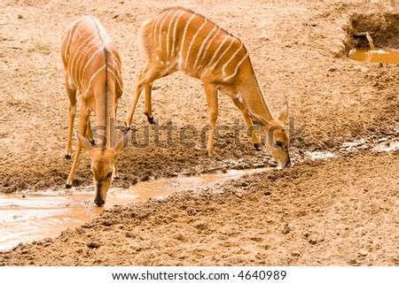 female nyala take advantage of a leaking pipe during a drought