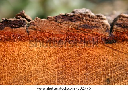 Cut section of oak shewing bark & grain