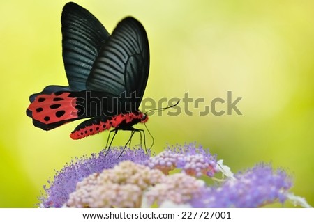 Black Butterfly tail watermelons grain patterns are purple flowers of nectar in the beautiful yellow background