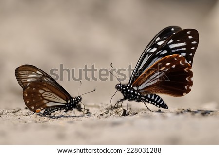 Talking face to face two black butterflies, only the rare butterflies in the spring will appear in Taiwan