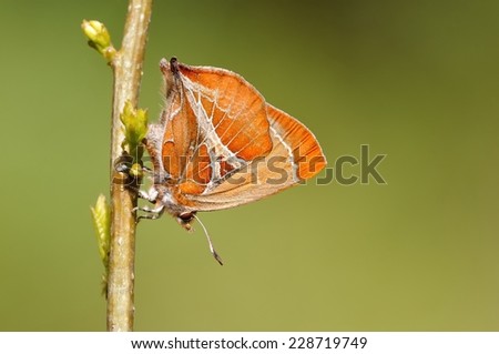 A body there is English letter y-pattern of Brown butterfly, lay their eggs on the branches after a break, in a bright green background