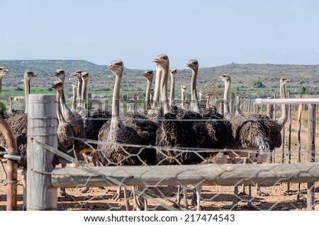 Group of ostriches on a farm in Oudshoorn South Africa