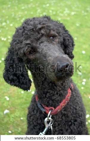 Black standard poodle - 2 years old listening to its owners commands Turning her head to make sure she understands Green grass back ground