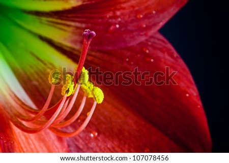 Pollen of Star lily flower