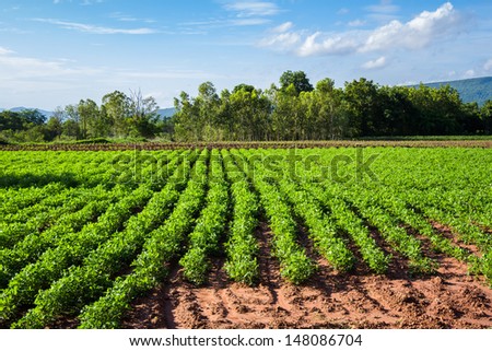 Yard long bean farm in Thailand
