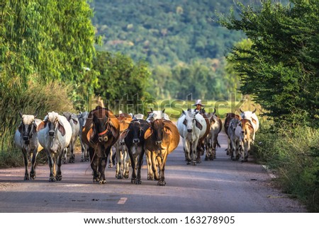 Cow cattle walking on the road in countryside of Thailand