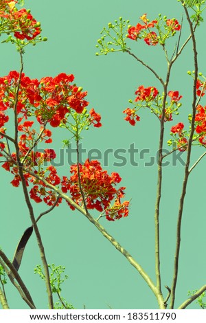 Royal Poinciana or Flame tree, tropical red flower in summer in retro color style