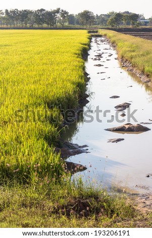 Rice field and water resource in countryside of Thailand