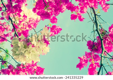 Bougainvilleas or Paper flower treetop in vintage color